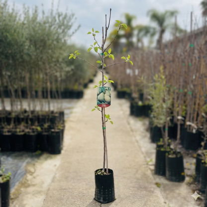 Albero di Pero