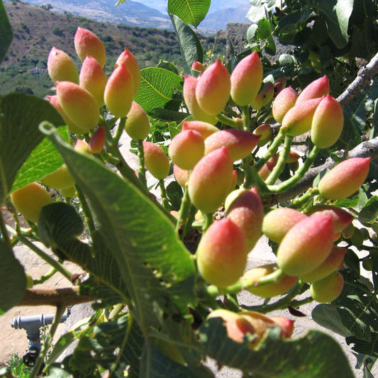 Set di 3 Piante di Pistacchio (1 maschio, 2 femmina) Pistacia Reale, Altezza piante 140cm