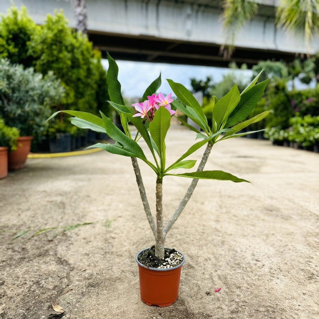 Pianta di Plumeria o Frangipani, vaso20, Fiori Profumati