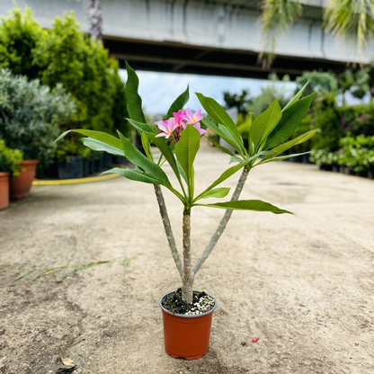 Pianta di Plumeria o Frangipani, vaso20, Fiori Profumati