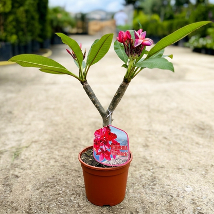 Pianta di Plumeria o Frangipani, vaso20, Fiori Profumati