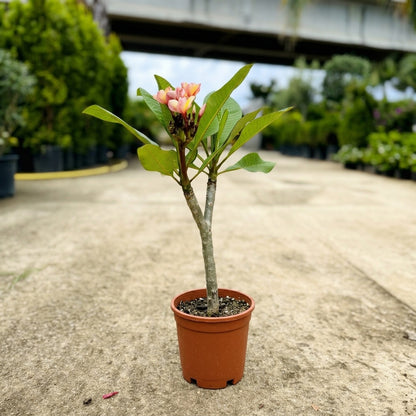 Pianta di Plumeria o Frangipani, vaso20, Fiori Profumati