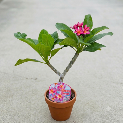 Pianta di Plumeria o Frangipani, vaso20, Fiori Profumati