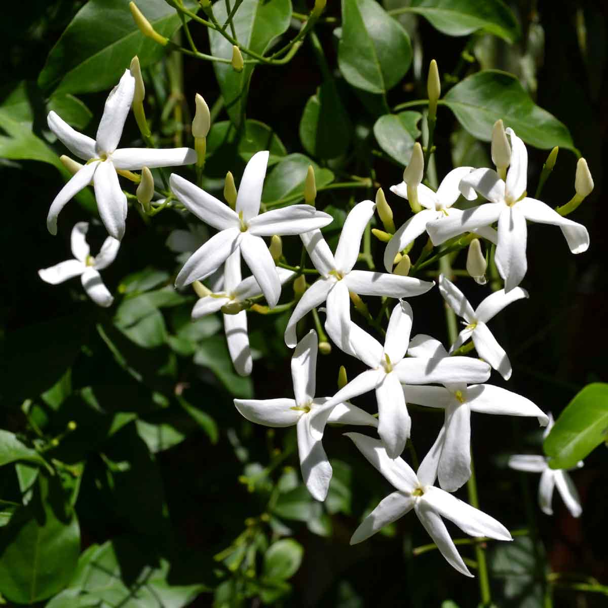 Gelsomino Rhyncospermum