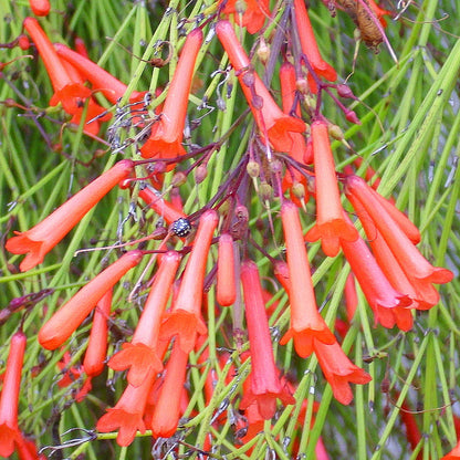 Russelia – Pianta di petardo, cespuglio ricadente fiorito. Vaso 16cm. Fiore Rosso-Giallo (Arancione-Rosso)
