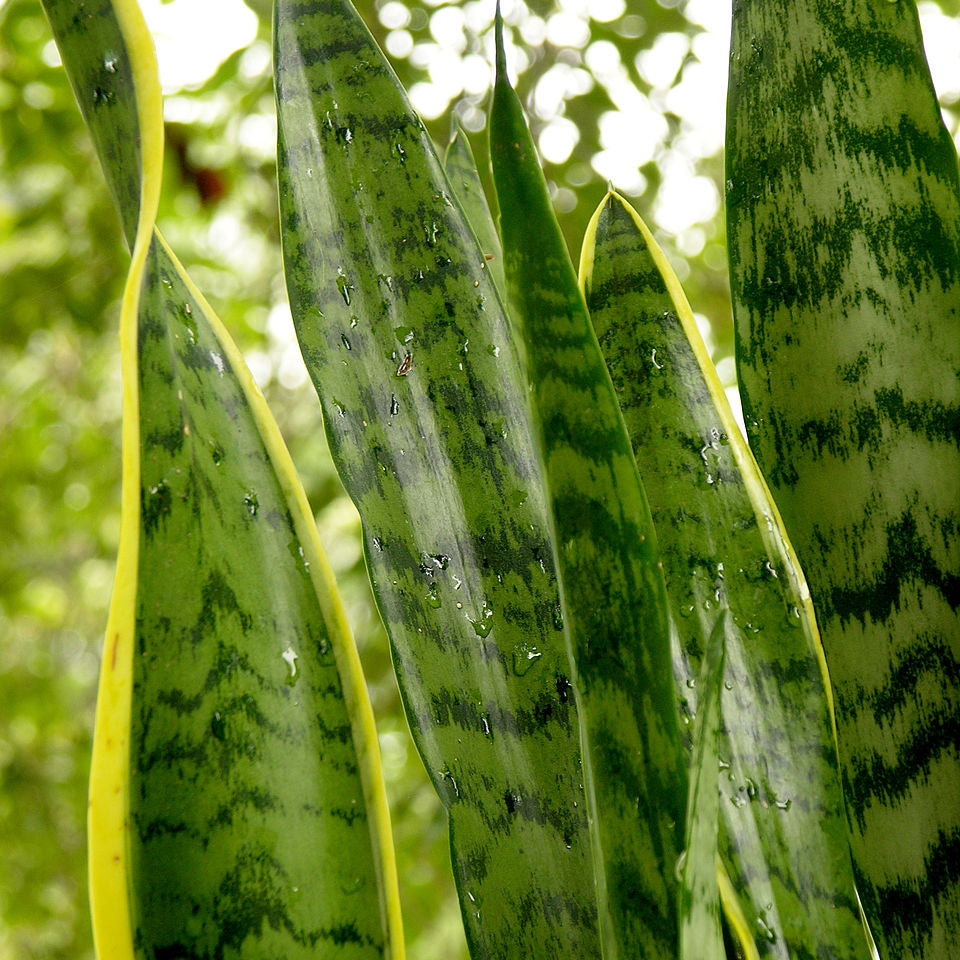 Sansevieria laurentii
