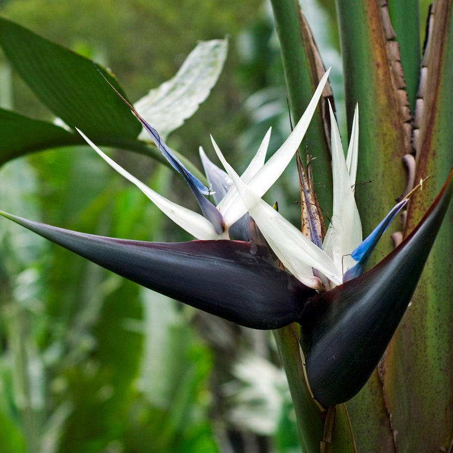 Strelitzia Nicolai