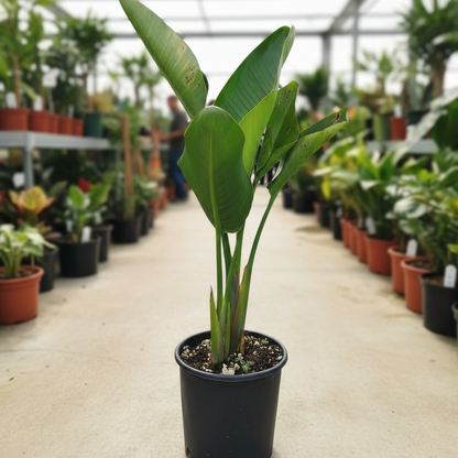 Pianta di Strelitzia Reginae