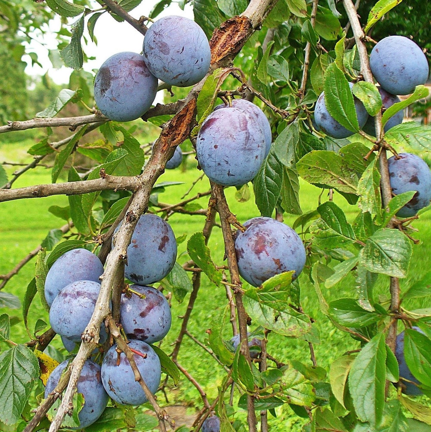 Pianta di susino