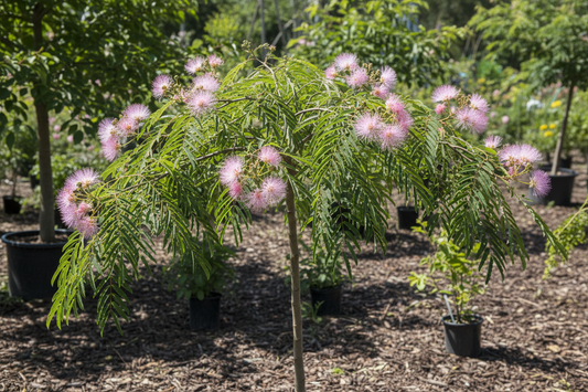 albero albizia piccolo/medio