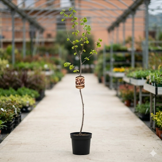 Albero di Nocciolo