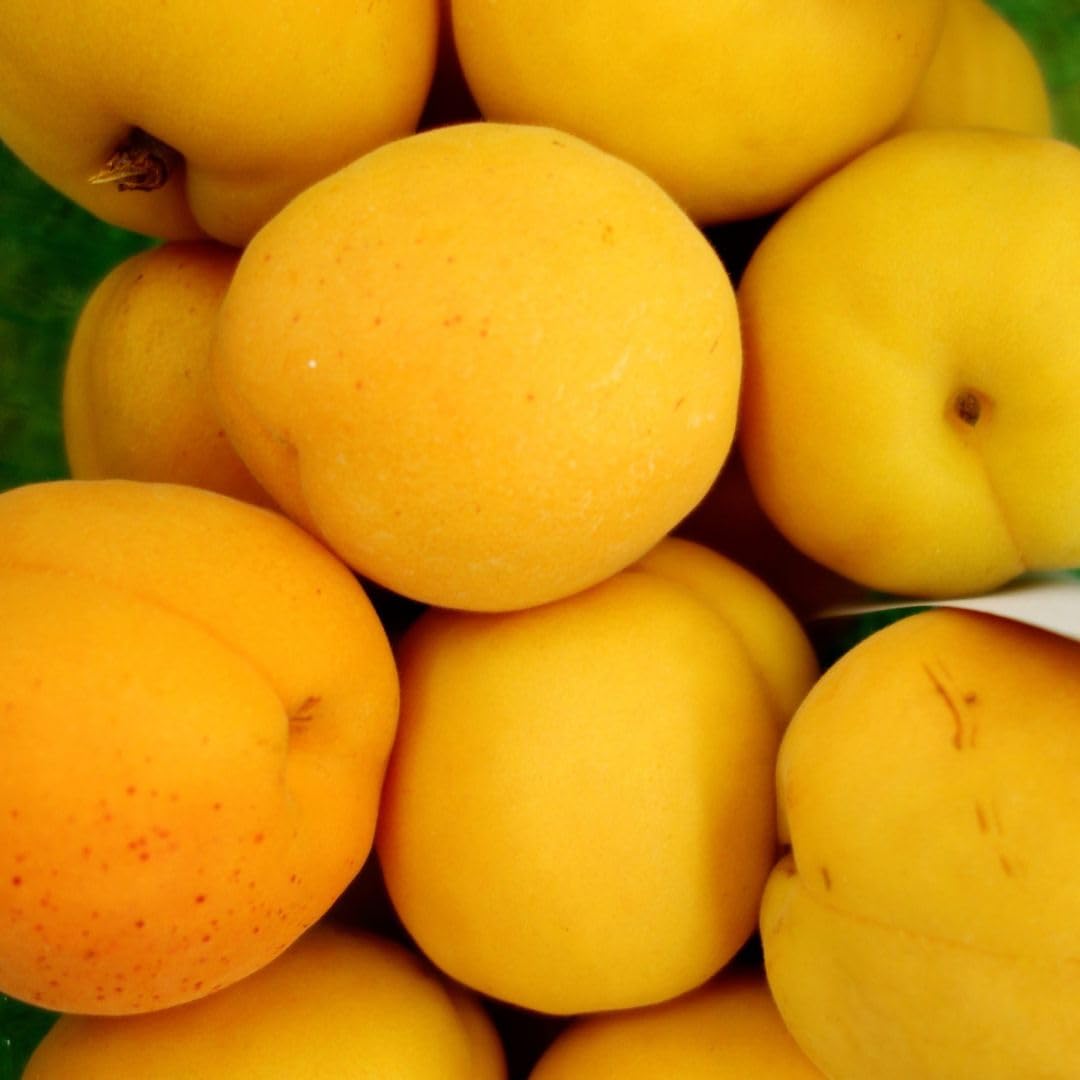 Piante di albicocca da frutto