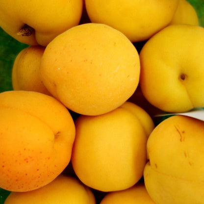 Piante di albicocca da frutto