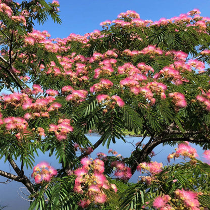 Albero di Albizia julibrissin