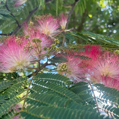 Albero di Albizia julibrissin