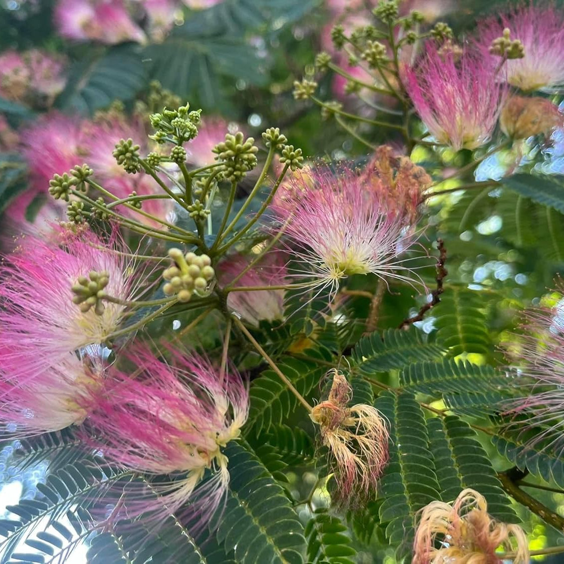 Albero di Albizia julibrissin