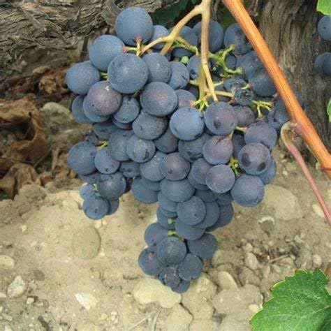 Barbatelle di uva da tavola, Piante di Vite a radice nuda di Prima scelta, Piante innestate.