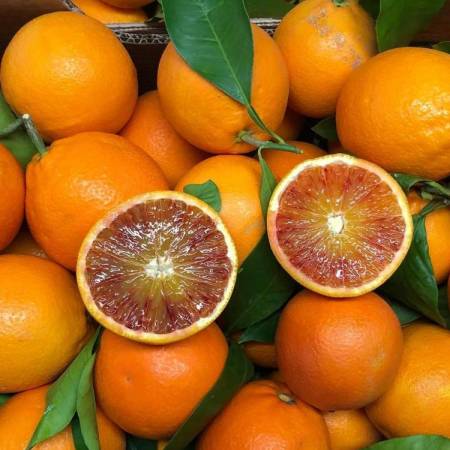 Piante di Arancio, Varietà in genere. H150cm, Piante di 2 Anni