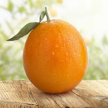 Piante di Arancio, Varietà in genere. H150cm, Piante di 2 Anni