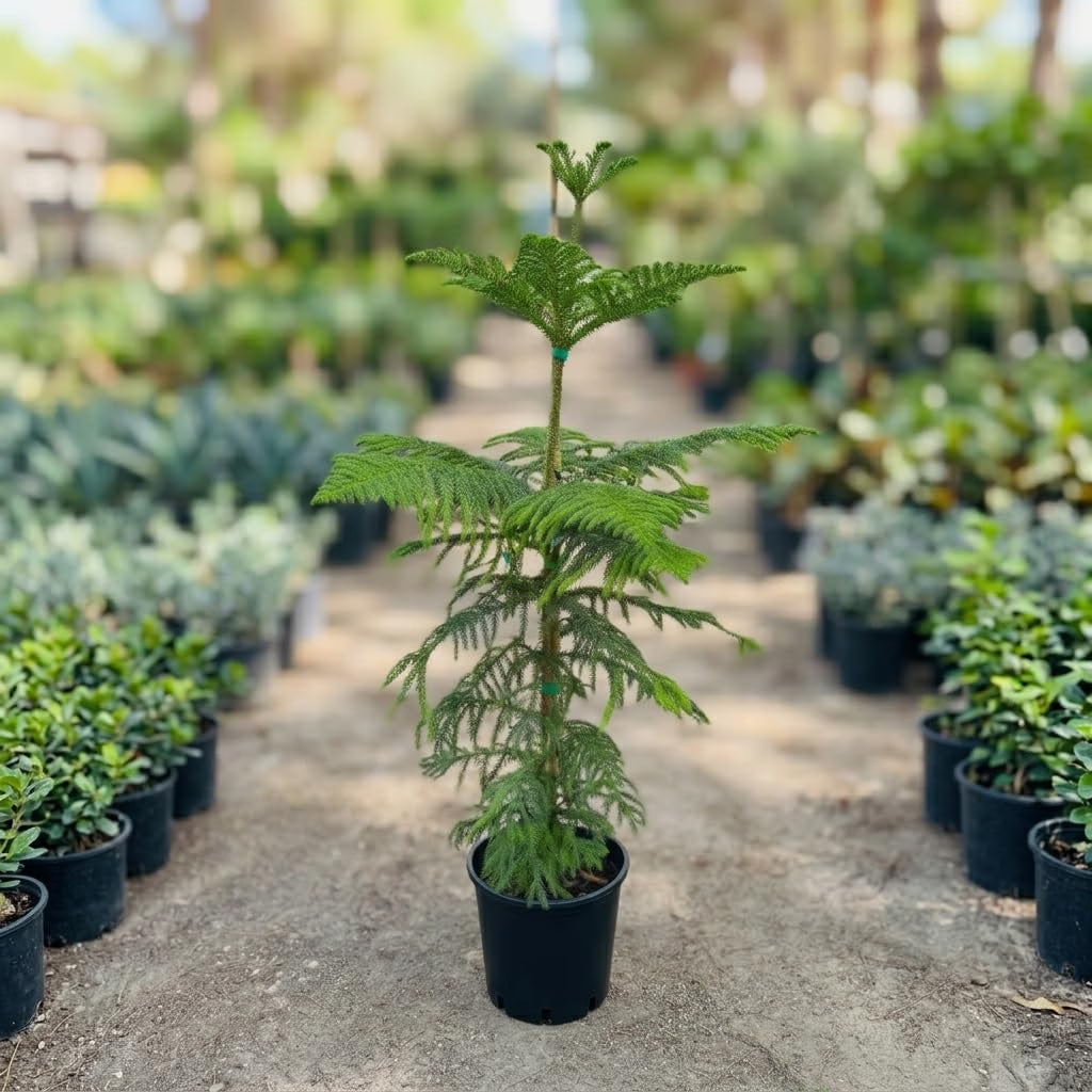 Pianta di Araucaria Heterophylla