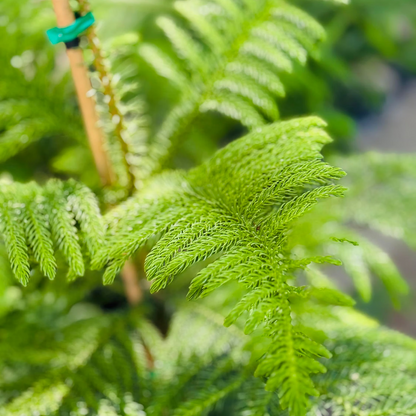Pianta di Araucaria Heterophylla