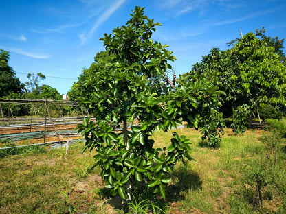 Pianta persea americana, piante di avocado innestato, H140cm