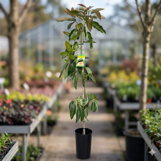 Pianta persea americana, piante di avocado innestato, H140cm