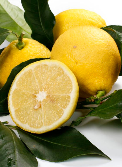 PIANTA DI LIMONE, CM 140/150, IN FITOCELLA