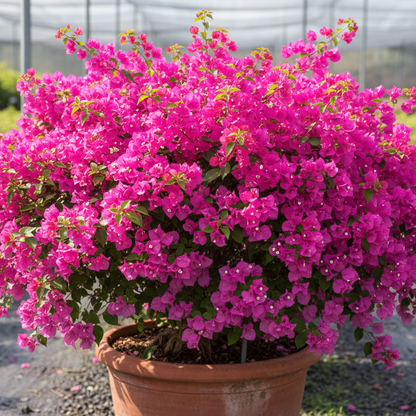 Piante di Bouganville, vari colori, piante in vaso 16cm, H80-120cm. Rampicanti fioriti