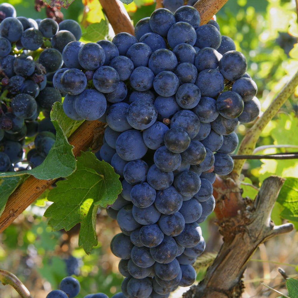 25 Barbatelle di uva nera da Vino, Piante innestate di I scelta, Piante certificate