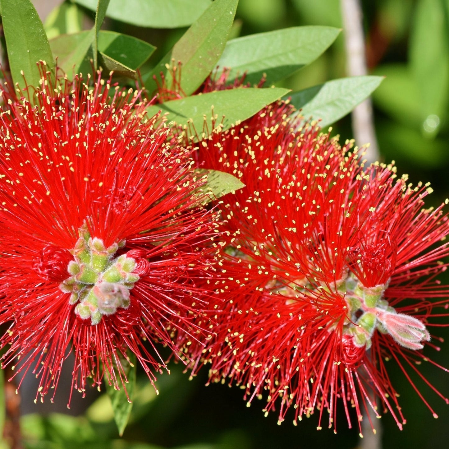 Pianta di Callistemon Leavis