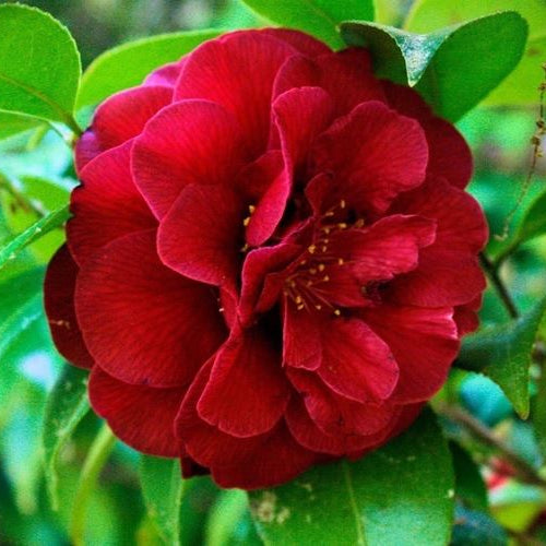 Pianta di Camelia Japonica