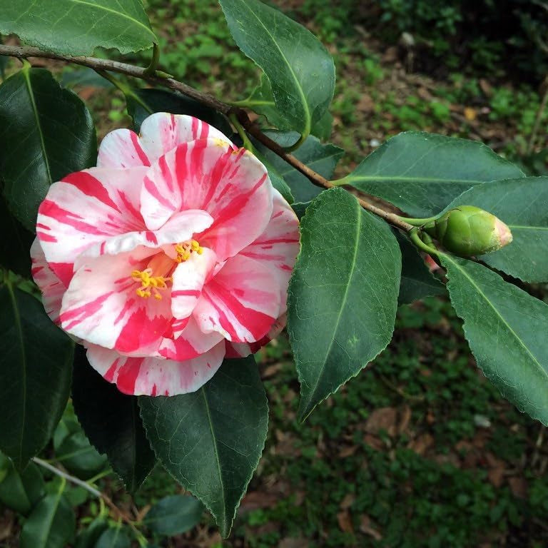 Pianta di Camelia Japonica