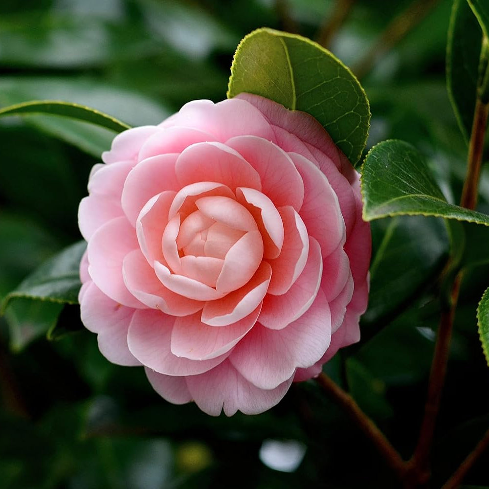 Pianta di Camelia Japonica