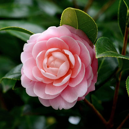 Pianta di Camelia Japonica
