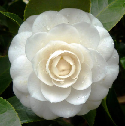 Pianta di Camelia Japonica
