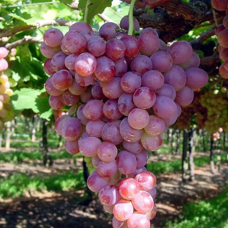 Barbatelle di uva da tavola, Piante di Vite a radice nuda di Prima scelta, Piante innestate.