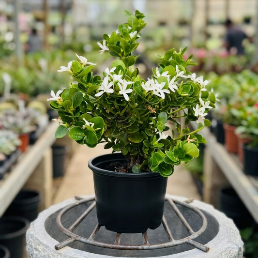 Carissa Macrocarpa, prugna del nepal, vaso18. Fiore bianco profumato