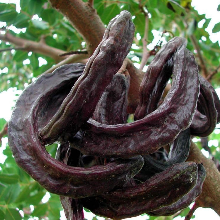 Pianta di Carrubo, Ceratonia Siliqua