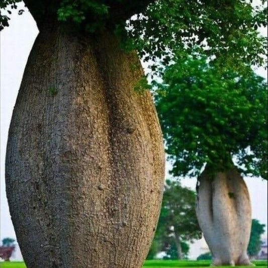 Pianta di Ceiba Speciosa, Albero Bottiglia, Bottle tree.