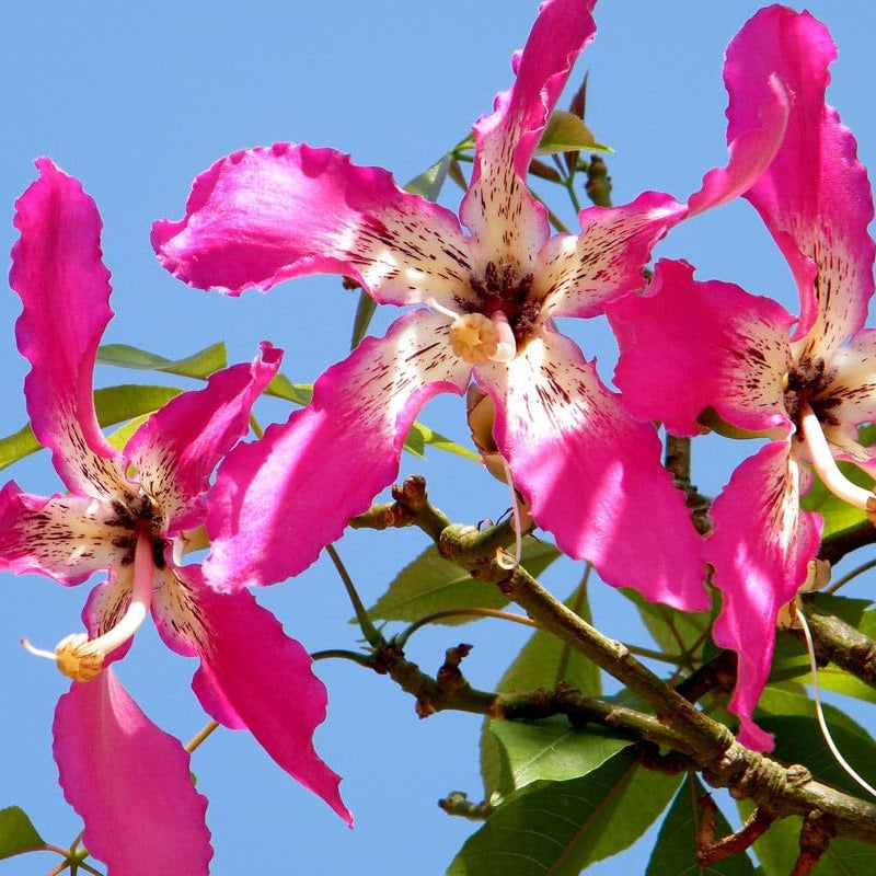 Pianta di Ceiba Speciosa, Albero Bottiglia, Bottle tree.