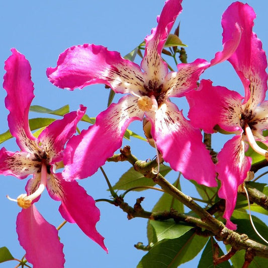 Pianta di Ceiba Speciosa, Albero Bottiglia, Bottle tree.