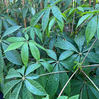 Pianta di Ceiba Speciosa, Albero Bottiglia, Bottle tree.