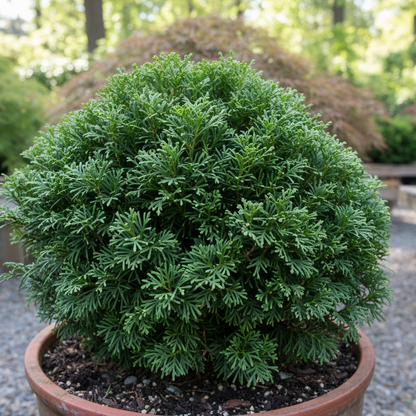 Chamaecyparis Obtusa Nana
