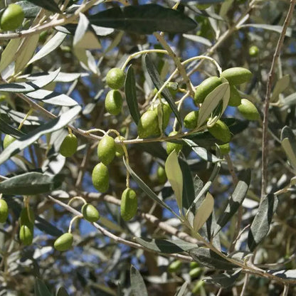 Pianta di ulivo, da olio o ornamentale