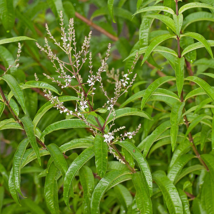 Pianta di Citronella