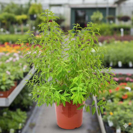 Pianta di Citronella