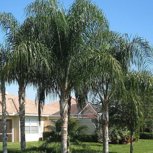 Palma Cocos Plumosa 250cm
