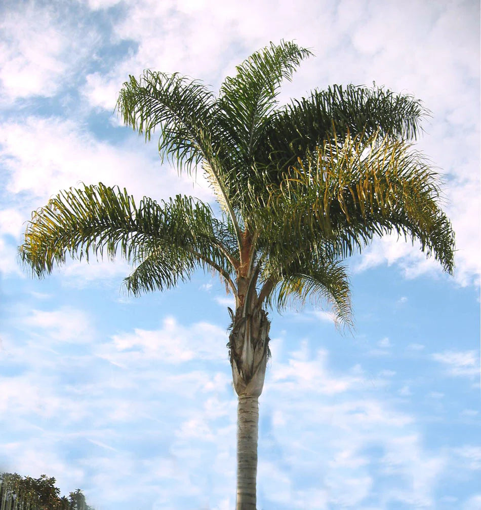 Palma Cocos Plumosa 250cm