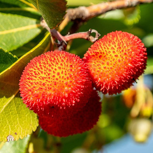 Pianta Di Corbezzolo, Arbutus Unedo